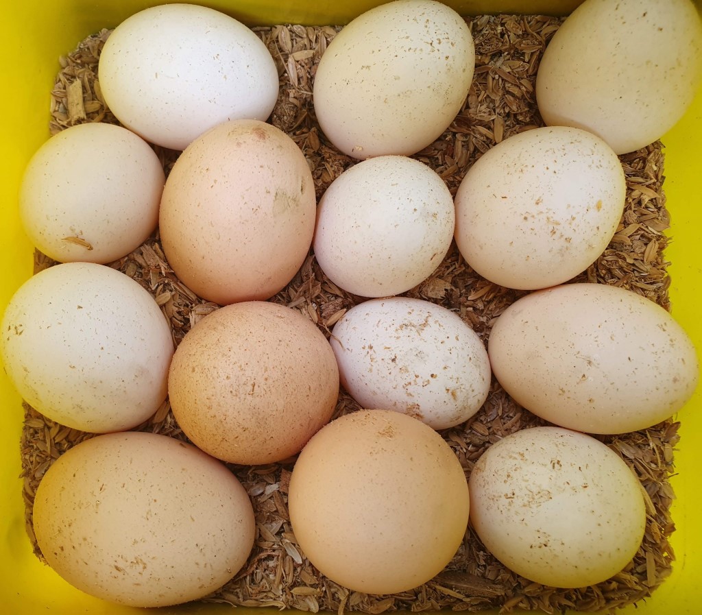 Container of eggs, organically farmed